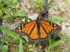 Danaus plexippus